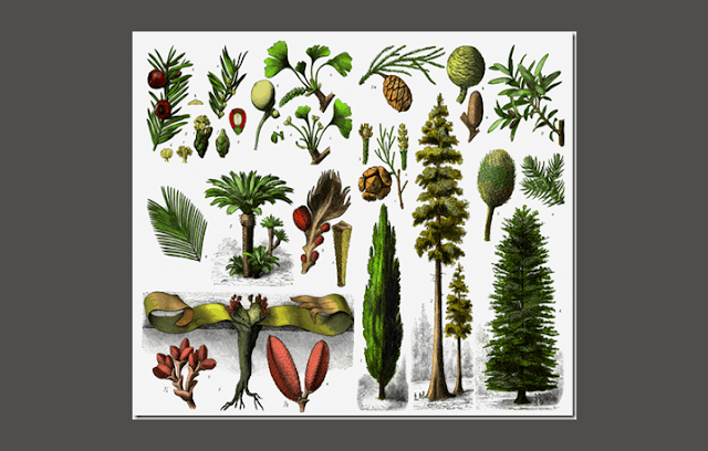 Di bawah ini yang temasuk dalam kelompok crustacea adalah …. Gymnospermae (Biji Terbuka) : Pengertian, Ciri