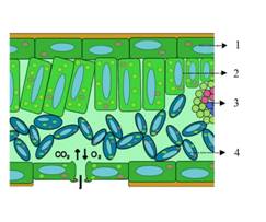 26/8/2020 · berikut ini yang bukan termasuk ciri tumbuhan dikotil adalah …. I Love Science: SOAL ULANGAN AKHIR SEMESTER 1 IPA KELAS