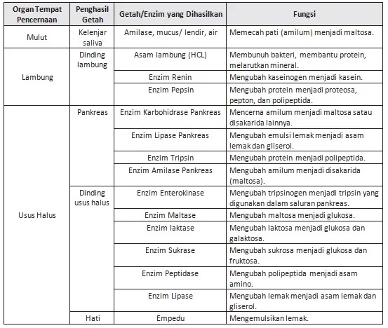 Namun, jika feses ini berwarna pucat atau putih, atau warna urine menjadi lebih gelap, bisa menjadi pertanda masalah pada organ hati. BIOLOGI GONZAGA: SOAL PAT BIOLOGI SMA KELAS 11 IPA 2021