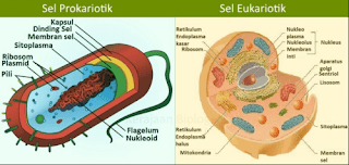 Kromosom adalah sebuah molekul dna panjang yang mengandung sebagian atau seluruh materi genetik suatu organisme. Sel Hewan