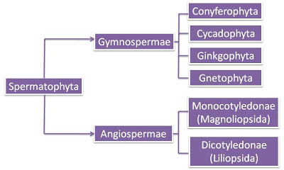 3/10/2021 · spermatophyta merupakan kelompok tumbuhan yang menghasilkan biji, karena itu mereka juga sering disebut dengan tumbuhan berbiji. 2013-02-17 - f2kom.blogspot.com