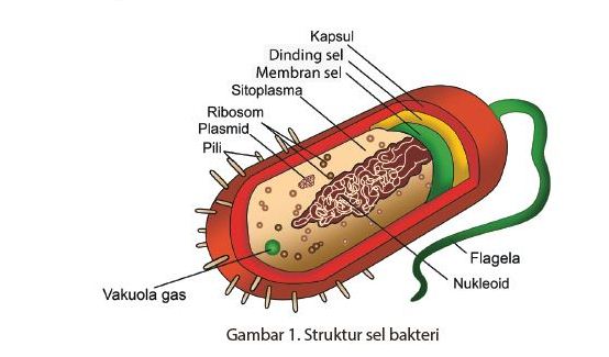 Berikut ini termasuk ciri ciri dari teks laporan hasil observasi, kecuali a. Gambar Struktur Virus Dan Bagian Bagiannya