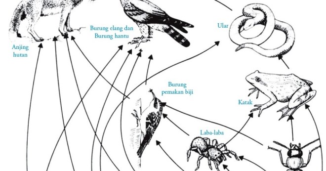 13/9/2021 · rantai makanan adalah urutan letak makhluk hidup dalam mendapatkan makanan yang mereka butuhkan, untuk bertahan hidup dalam suatu ekosistem. Rantai Makanan, Jaring-jaring Makanan dan Piramida Ekologi