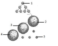 Uterus atau rahim, yaitu organ paling penting dalam sistem reproduksi wanita. Soal dan Jawaban PAT/UKK Biologi SMA Kelas XI - Soal dan