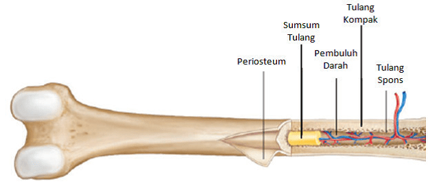 1) ventrikel (empal), merupakan bagian tengah otot yang menggembung. Pembagian Jenis-Jenis Tulang Berdasarkan Bentuknya