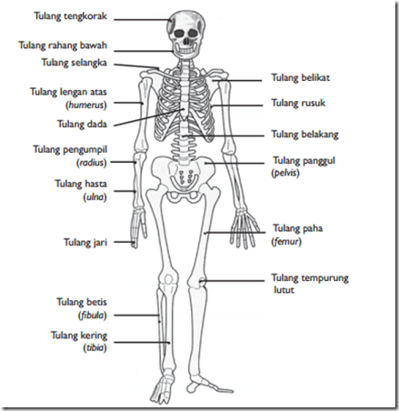 Femur (tulang paha), merupakan tulang besar di kaki bagian atas; Rangka Manusia dan Jenis Tulang Manusia Beserta Bentuk