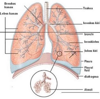 Ekskresi adalah salah satu dari empat macam proses pengeluaran, yang lainnya . BIOLOGY KELAS 11 SEMESTER 2: SISTEM EKSKRESI