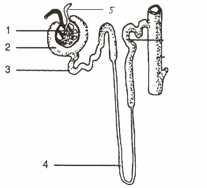 Hati merupakan kelenjar yang terletak di bagian kanan atas rongga perut. MATERI DAN SOAL IPA UNTUK SMA: biologi-sistem ekskresi