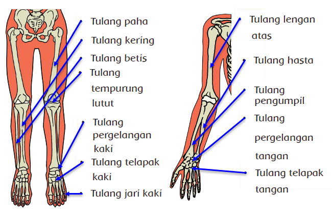 Matriks tulang yaitu bagian terkeras yang terletak dilapisan luar tulang, yang disebabkan oleh pengendapan mineral dalam matriks, sehingga tulang pun mengalami sebuah kalsifikasi didalam tubuh manusia juga terdapat yang namanya tulang rawan (cartilago), yakni jaringan ikat yang … Menjelaskan Alat Gerak dan Fungsinya Pada Manusia