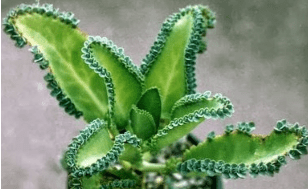 Perkembangbiakan dengan cara umbi lapis biasa. Aku Siap USBN