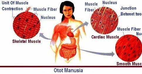 ▫ otot bersifat elastis dan dapat diregangkan. my blog: otot pada manusia