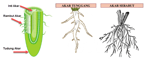 Sebutkan perbedaan umbi batang, umbi lapis, dan umbi akar? Perbedaan Akar Serabut Dan Akar Tunggang â Asia