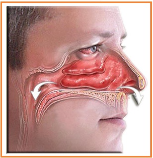 Faring adalah percabangan dua saluran, yaitu tenggorokan (saluran pernapasan) dan kerongkongan (saluran pencernaan). Dhiya's Blog: Tugas : Rangkuman Sistem Pernafasan Pada Manusia