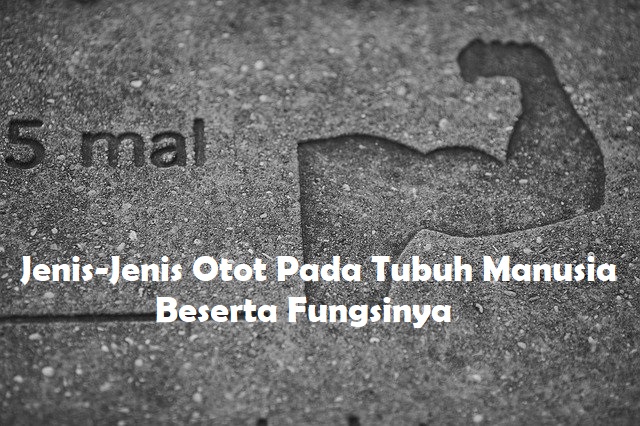 Polos, namun yang berperan dalam pergerakan kerangka tubuh manusia adalah otot lurik. Jenis-Jenis Otot yang Terdapat Pada Tubuh Manusia Beserta