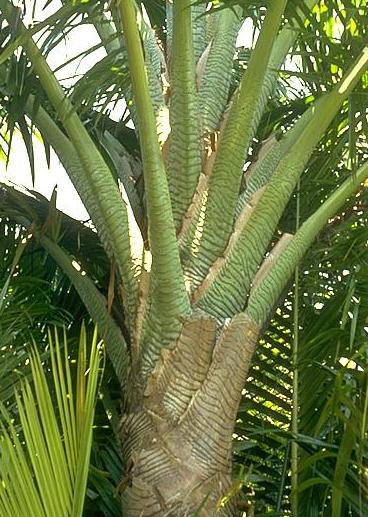 Dalam berbagai macam produk dan jenis makanan, dan merupakan salah satu komuditas pangan yang menjadi sumber energi pengganti selain kacang kedelai. MENGENAL JENIS-JENIS TANAMAN PANGAN DAN PALAWIJA
