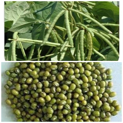 Menurut rukmana (1997) tanaman ini bersifat multiguna. BUDIDAYA TANAMAN KACANG HIJAU (Vigna radiata L.) - pemuda tani