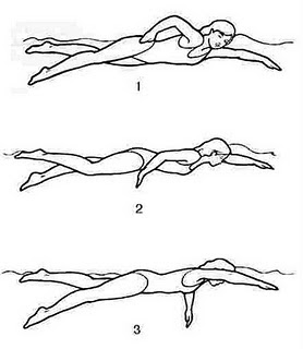 Teknik gerakan yang lebih dominan digunakan dalam renang gaya bebas . Cara Renang Gaya Bebas tips gambar | MULTI INFO