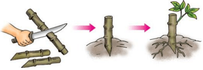 1) contoh tanaman lain yang dapat melakukan gerak niktinasti selain putri malu adalah tanaman petai cina dan pohon turi. Aku Siap USBN