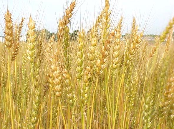 Kandungan karbohidrat dalam 100 g kacang hijau sejumlah 62,9 g yang nilainya lebih tinggi dibandingkan kandungan karbohidrat pada kedelai dan kacang tanah. MENGENAL JENIS-JENIS TANAMAN PANGAN DAN PALAWIJA