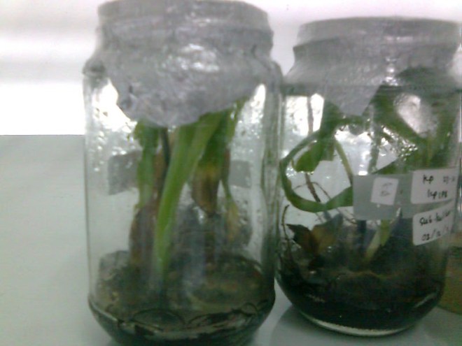 Setiap sel suatu organisme memiliki ukuran yang bervariasi, . KULTUR JARINGAN TANAMAN