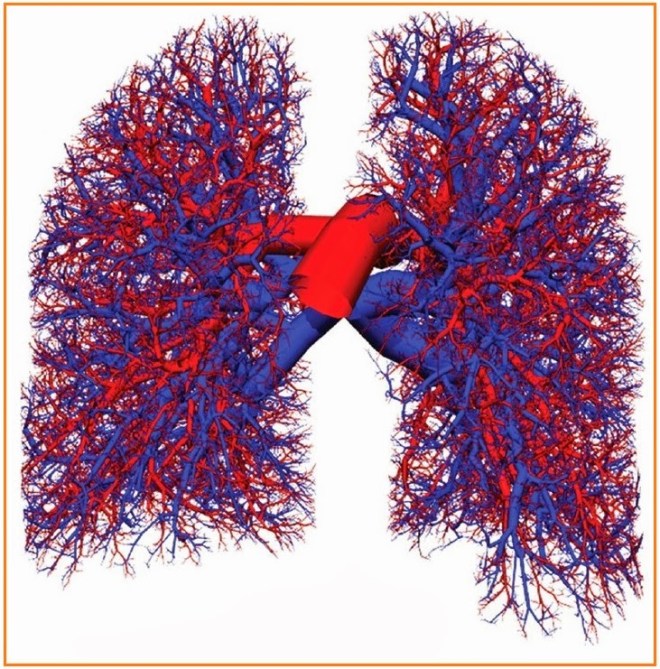 Organ ekskresi ini berperan untuk mengeluarkan zat sisa karbon. BIOLOGI GONZAGA: UJIAN EKSKRESI + REPRODUKSI KELAS 9 SMP