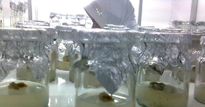 Dalam biologi, jaringan adalah tingkat organisasi kehidupan di antara sel dan organ. KULTUR JARINGAN TANAMAN