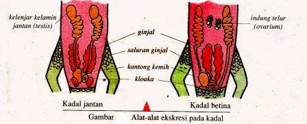 Berperan untuk mengeluarkan zat sisa metabolisme tubuh berupa urine. Sistem Ekskresi Hewan (Vertebrata dan Avertebrata