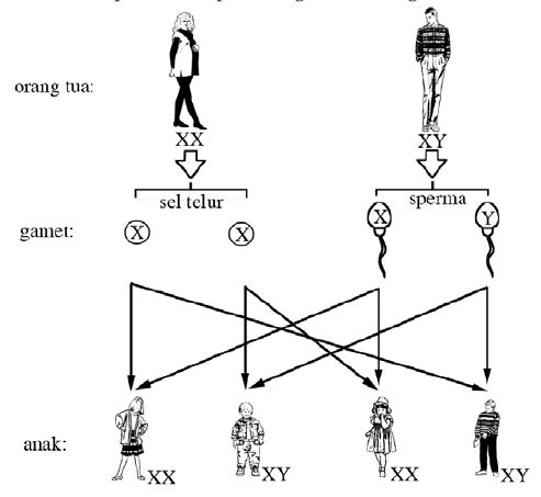 Cara sifat diwariskan, dan variasinya yangterjadi pada keturunannya disebut ilmu keturunanatau . Latihansoaldanjawaban.blogspot.com: Pewarisan Sifat Pada