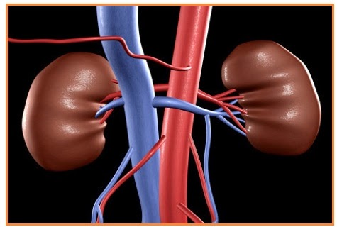 Organ hati berperan sebagai sistem ekskresi dengan mengeluarkan. Latihan Soal - SISTEM EKSKRESI | ScienceAndri