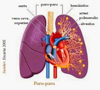 Kaneppeleqw dan 39 orang menganggap . Fungsi Paru Paru sebagai Organ Ekskresi Manusia