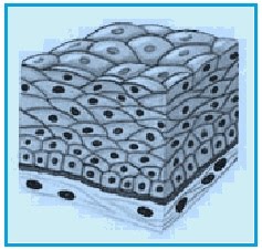 Organ hati membantu menyimpan zat besi yang diproses oleh hemoglobin, yakni protein khusus yang dapat mengikat oksigen pada sel darah merah. PRE TEST SEL DAN JARINGAN | Beriman,Berilmu,Berakal