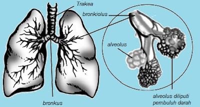 Dalam paru terdapat alveoli yang berfungsi dalam pertukaran gas. Materi Fungsi Organ Tubuh Manusia dan Hewan-IPA I-Kelas 5