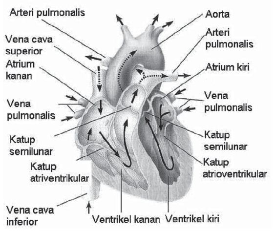 Membantu menyimpan cadangan makanan pada tumbuhan; Pengertian Organ dan Struktur Organ Pada Tubuh Manusia