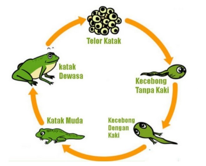 Ada tips yang bisa kamu lakukan untuk melawan hal tersebut. Kunci Jawaban Buku Tematik Tema 6 Kelas 4 Halaman 14, 16