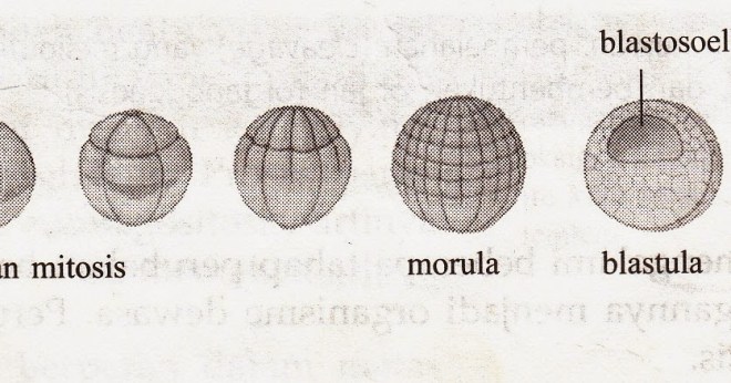 Pada proses pertumbuhan dan perkembangan sperma, sel haploid dimulai pada tahapan…. Tahapan Perkembangan Embrio Pada Manusia Secara Berurutan