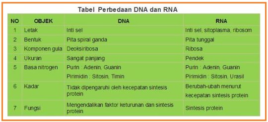 (a) dna berbentuk double heliks terpilin dalam bentuk kromosom dan berada di dalam inti sel. Pernyataan Yang Salah Tentang Perbedaan Dna Dan Rna - DNA