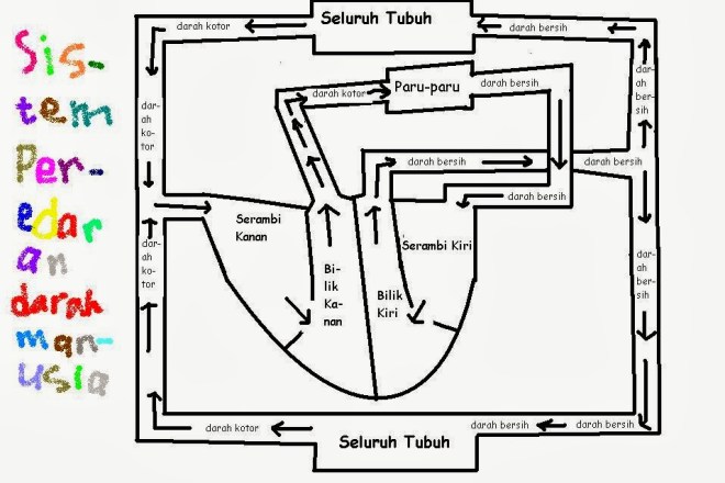 Jantung berfungsi untuk memompa darah ke seluruh tubuh. Cara Kerja Organ Jantung serta Gejala atau Tanda Gangguan