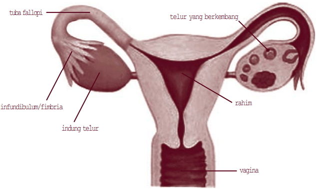 Tuba falopi merupakan bagian organ reproduksi yang berbentuk seperti pipa atau tuba. Organ - organ Penyusun Sistem Reproduksi Manusia - Student