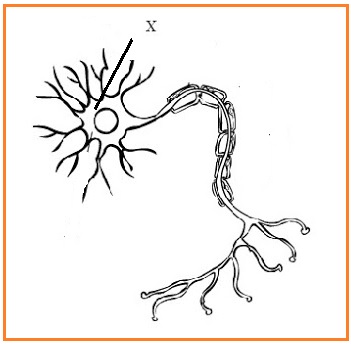 Server berfungsi sebagai tempat atau media . Berikut Ini Adalah Gambar Jaringan