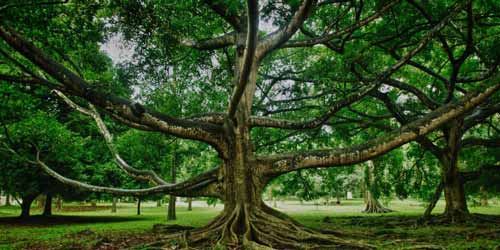 Jawaban soal sejarah kata sejarah berasal dari bahasa arab, syajaratun yang artinya pohon. Inilah Asal Usul Kata âSejarahâ Yang Perlu Kamu Tahu