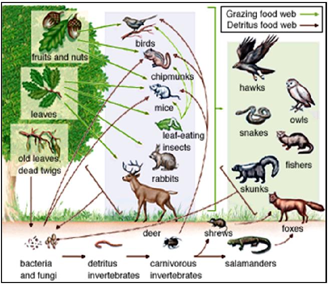 Rantai makanan (food chain) adalah rangkaian proses makan dan dimakan dengan urutan tertentu yang ditunjukkan dengan satu arah. BIOMANIA: RANTAI MAKANAN