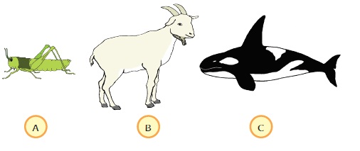 Macam tumbuhan yang terbanyak adalah jenis ganggang, sedangkan lainnya tumbuhan biji. Materi Ajar Kelas V Tema 5 Subtema 2 Pembelajaran 2