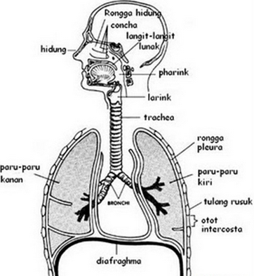 Organ yang membangun sistem ekskresi adalah. PARU-PARU MANUSIA ~ MATERI DAN SOAL IPA UNTUK SMA