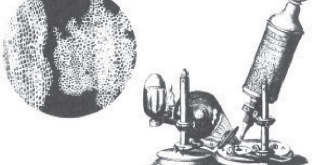 Semua jenis sel mempunyai fungsi yang sama b. Keragaman pada Sistem Organisasi Kehidupan Mulai dari