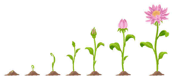 Sel merupakan unit organisasi terkecil yang menjadi dasar kehidupan dalam arti biologis. Ciri Ciri Pertumbuhan dan Perkembangan pada Tumbuhan