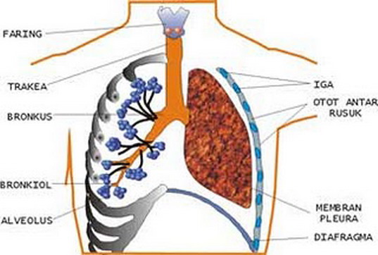 Karbon dioksida dan air hasil metabolisme di jaringan diangkut oleh darah lewat vena untuk dibawa ke jantung. IPA Edukasi: SISTEM EKSKRESI PADA MANUSIA