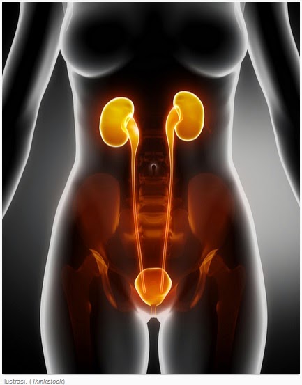 Kulit merupakan lapisan jaringan pelindung terluar yang terdapat di permukaan tubuh. BIOLOGI GONZAGA: SOAL EKSKRESI SMP KELAS 9