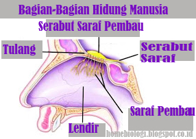 Yakni saluran yang menghubungkan telinga dengan rongga mulut. Semua Alat Indra Pada Manusi, Pengertian, Fungsi dan