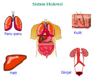 Karbon dioksida dan air hasil metabolisme di jaringan diangkut oleh darah lewat vena untuk dibawa ke jantung. Intan Nirmala Blog's: Soal - Soal Sistem Ekskresi