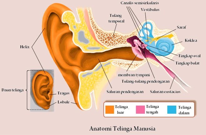 Bagian telinga ini memanjang dari rongga ke membran . BLOG BIOLOGI B 2011: ALAT INDRA PADA MANUSIA